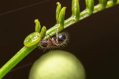 Macro ants on plants Stock Photos