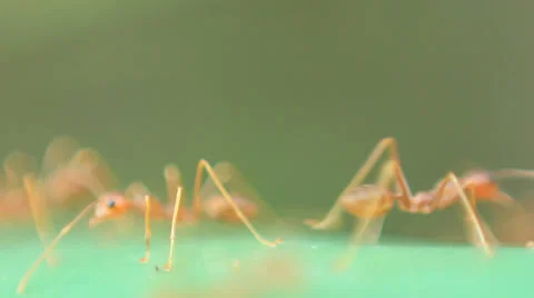 Macro of Ants Scurrying around Stock Footage 35182716