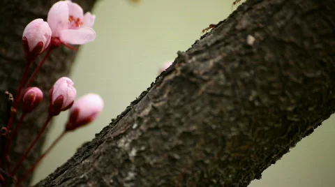 Macro Ants Shot Video stock 783917