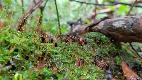 Macro Ants Struggling in Moss Forest Floor Ecosystem Stockbeeldmateriaal 332296335