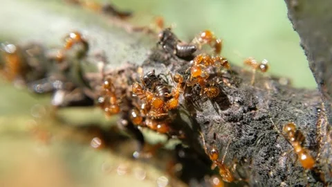 Macro of aphid and red ant insect on stem leaves Stock Footage 320629348