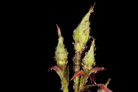 Macro on aphides on green leaf background Stock Photos