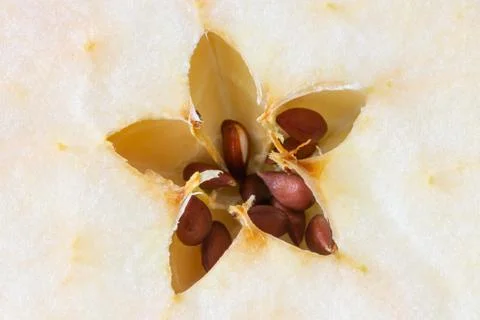 Macro of Apple Seeds 스톡 사진
