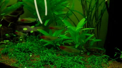 Macro: Aquarium Stock Footage 119227615