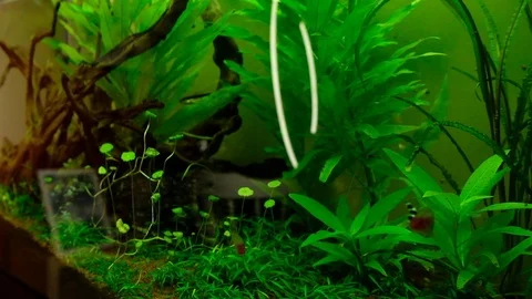 Macro: Aquarium 스톡 동영상 119227705