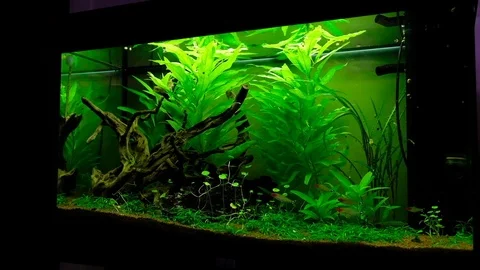 Macro: Aquarium Stock Footage 119227758