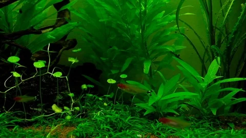 Macro: Aquarium Stock Footage 119227837