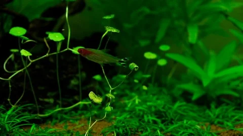 Macro: Aquarium Stock Footage 119227840