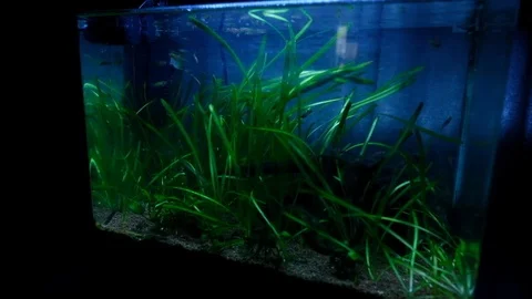 Macro: Aquarium Led Stock Footage 119227481