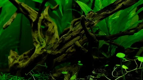 Macro: Aquarium Tree 스톡 동영상 119227865