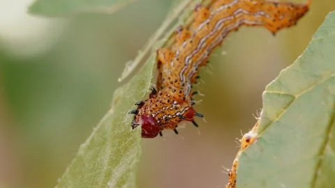 Macro of aRed humped caterpillar eating leaves on a plum tree Stock Footage 280332464