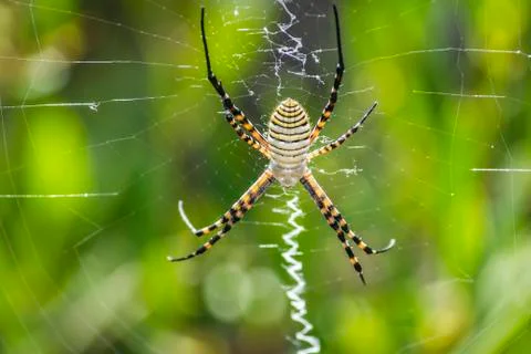 Macro argiope Spider Stock Photos