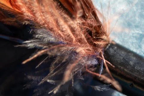 Macro art abstract background of bright natural feather textures Stock Photos