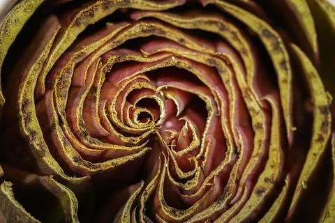 A macro of an Artichoke. Stock Photos