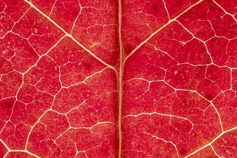 Macro of autumn grape leaf background. Stock Photos