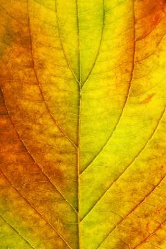 Macro of autumn leaf Foto stock