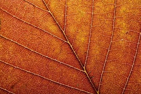 Macro of autumn leaf Stock Photos