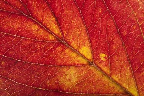 Macro of autumn leaf Stock Photos