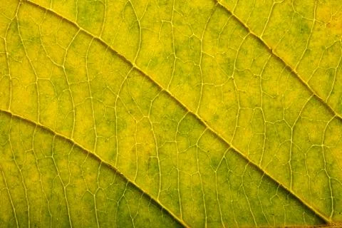 Macro of autumn leaf Stock Photos