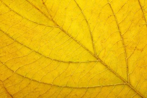Macro of autumn leaf Stock Photos