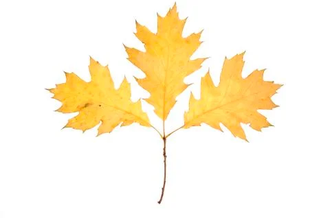 Macro autumn leaf Stock Photos