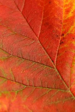 Macro autumn orange leaf  texture .Plant background. Poster Stock Photos