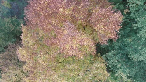 Macro autumn trees Stock Footage 119004863