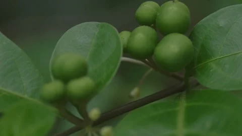 Macro Baby Oranges Stock Footage 108468846