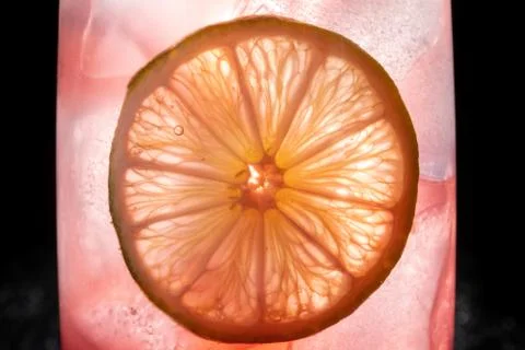 Macro of a back-lit slice of lemon on a pink ice background. Фото