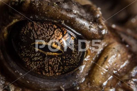 Macro background, animal eyes Stock Photos