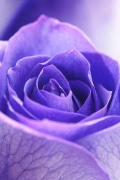Macro background of beautiful violet roses Foto stock