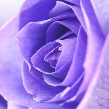 Macro background of beautiful violet roses Foto stock