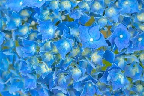 Macro background of blue hydrangea flowers with cream centers Foto stock
