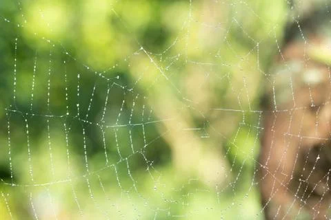 Macro background drops on spider web Stock Photos