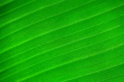 Macro background of green leaf Stock Photos