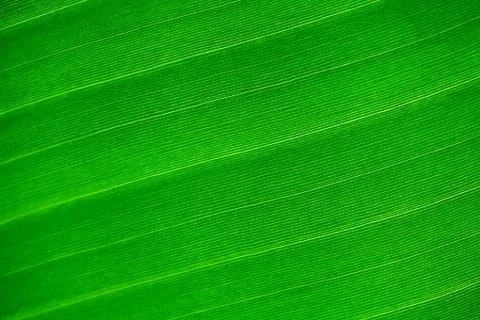 Macro background of green leaf Foto stock