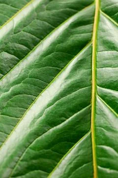 Macro background of green leaf Foto stock