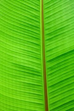 Macro background of green leaf Stock-Fotos
