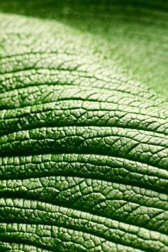 Macro background of green leaf Stock Photos