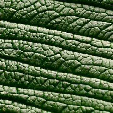 Macro background of green leaf Stock Photos