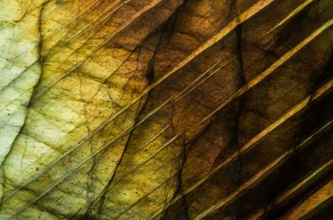 Macro background labradorite Stock Photos