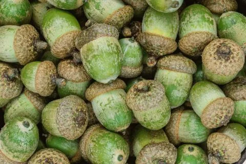 Macro background of oak tree acorns Stock Photos