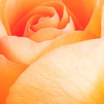 Macro background of orange rose Stock Photos