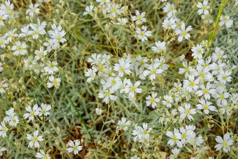 Macro background pattern of Cerastium tomentosum, also known as snow-in-summe Stock-Fotos