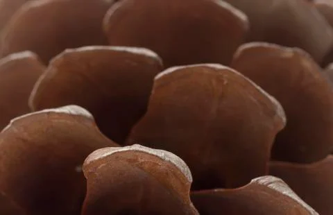 Macro background of pine cone Stock Photos