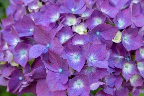Macro background of purple hydrangea flowers with blue centers 写真素材