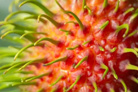 Macro background rambutan shell Fotos Stock