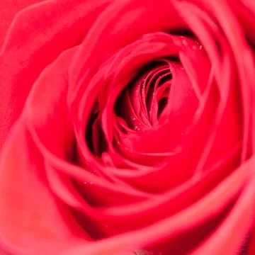 Macro background of red roses Stock Photos