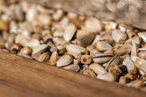 Macro background of safflower seeds in a bird feeder Stock Photos