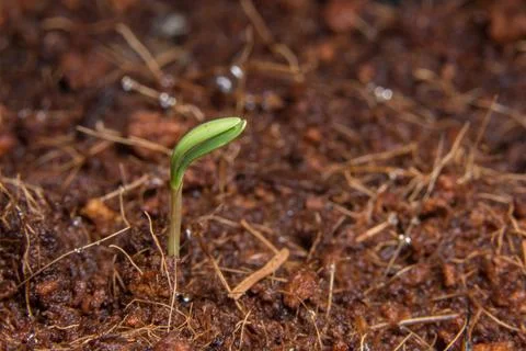 Macro background sapling tree Stock Photos
